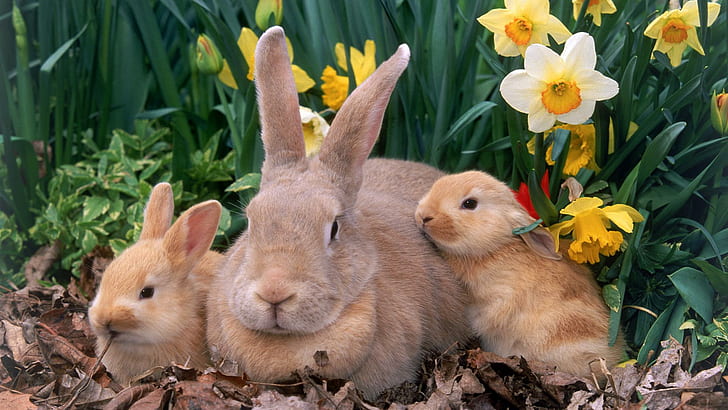 Bunny Family, rabbits, ears, babies, animals, HD wallpaper