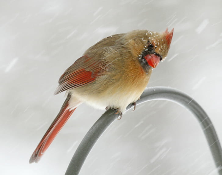 gray and red bird, Card, ducking, against the wind, snow, cold