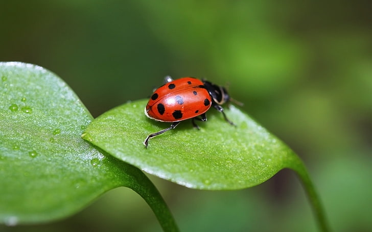 red ladybird, grass, leaves, spots, crawl, light, invertebrate, HD wallpaper