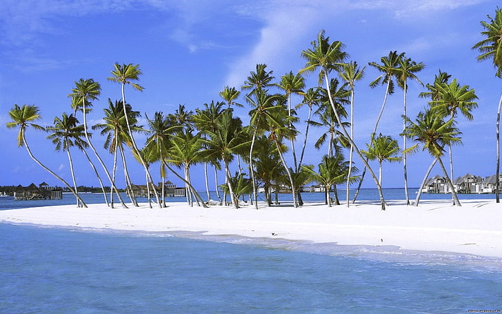 sea, palm trees, beach, tropical climate, land, sky, water, HD wallpaper