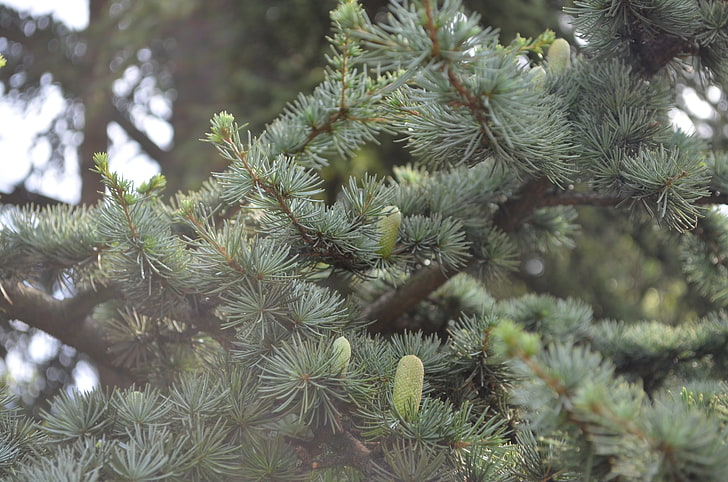 green, trees, pine cones, pine trees, plant, growth, green color, HD wallpaper