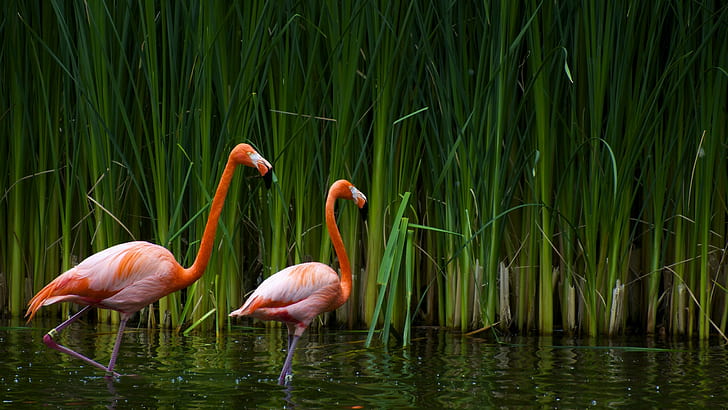 flamingos, water, plants, birds, animals, HD wallpaper