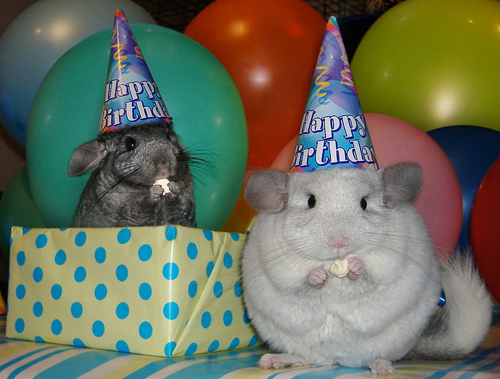 Birthday Chinchillas, birthday hats, party, balloons, animals, HD wallpaper
