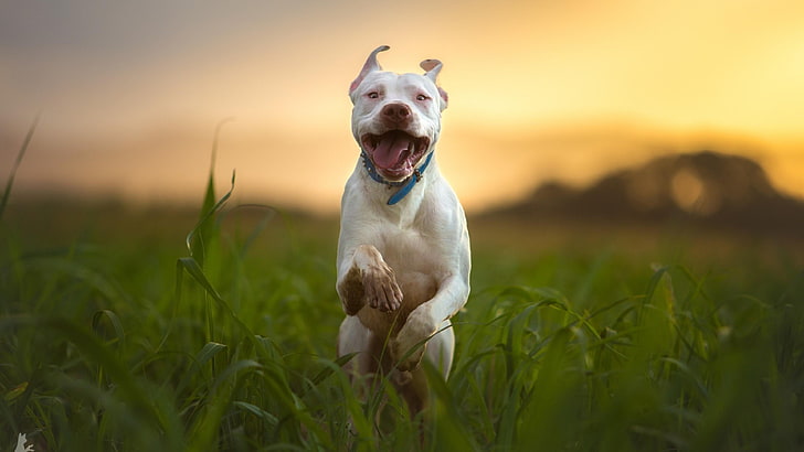 pitbull, dog, run, blurry, breed, canine, one animal, domestic, HD wallpaper