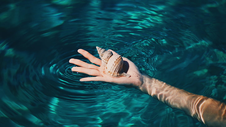 brown conch shell, seashell, water, tropical, clear water, hands, HD wallpaper