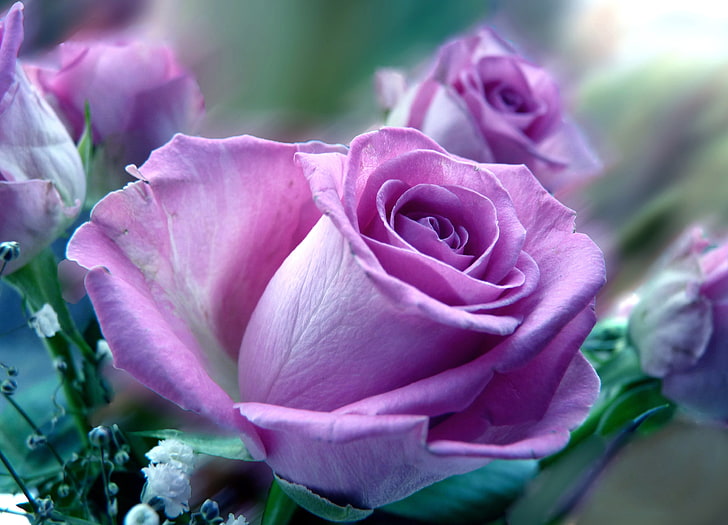 pink rose flowers, roses, purple, close-up, nature, plant, beauty In Nature, HD wallpaper
