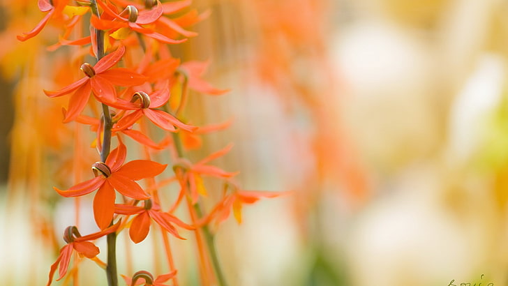 macro, flowers, orange flowers, orange color, close-up, beauty in nature, HD wallpaper