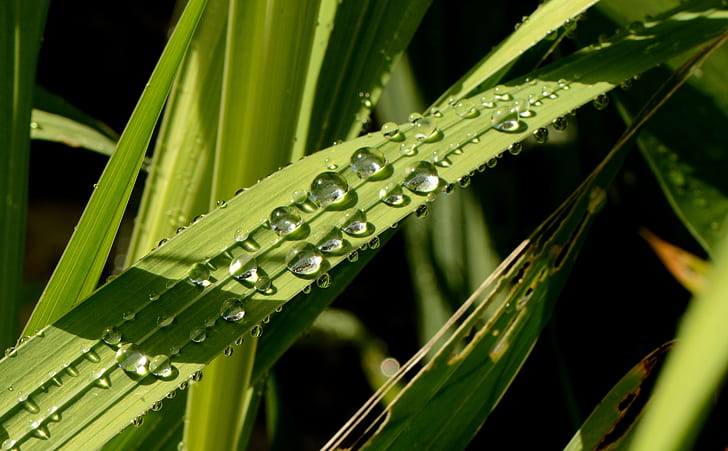 closeup photography of water droplet on green leaf plant, leaves