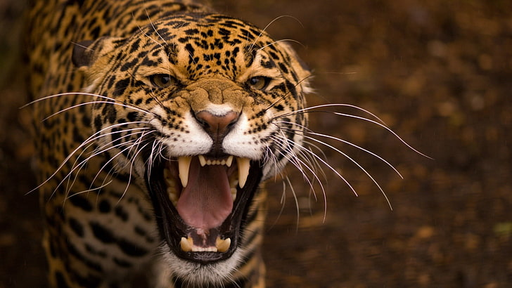 brown and black leopard, teeth, jaguar, cat, eyes, animal, wildlife