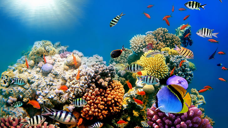 best coral reef picture, sea, animal, animals in the wild, underwater, HD wallpaper