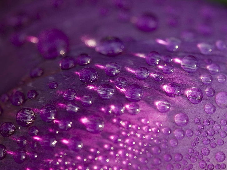 lilac, macro, drops, moisture, backgrounds, close-up, freshness, HD wallpaper
