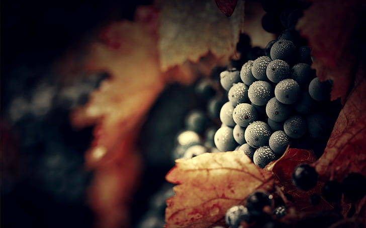 bunch of blue grapes, water drops, macro, fruit, autumn, leaf, HD wallpaper