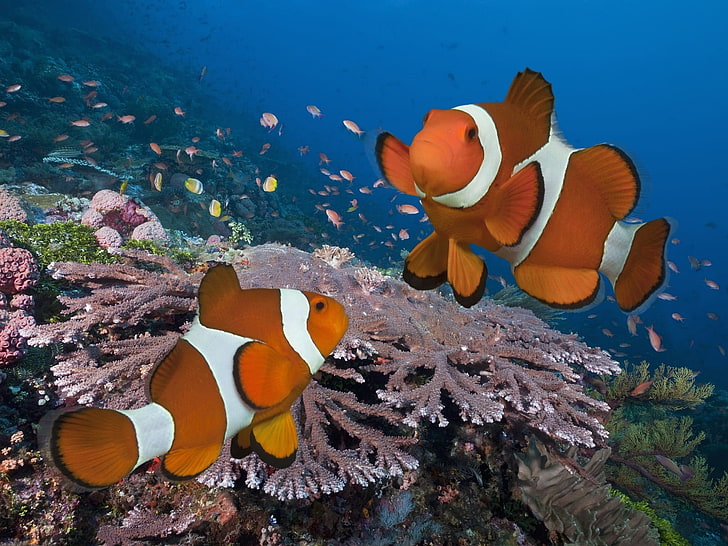 two Clown Fish digital wallpaper, coral, clownfish, underwater, HD wallpaper