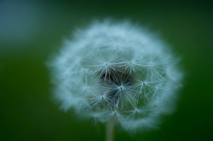 selective focus photography of dandelion flower, wonderful, Weekend