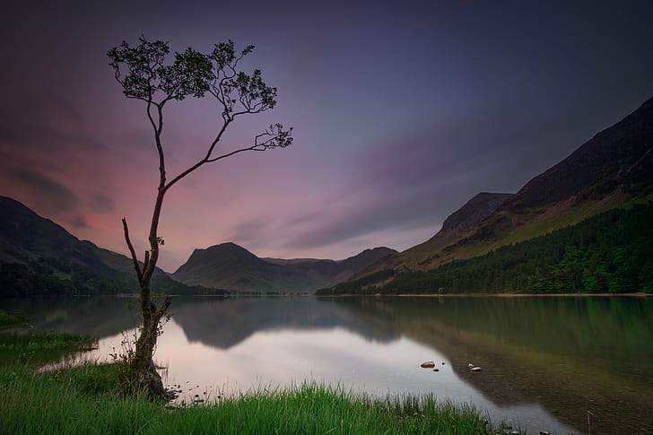 tall tree beside lake, buttermere, lone tree, buttermere, lone tree