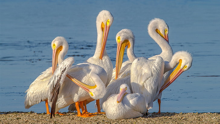 American White Pelican Merritt Island National Wildlife Refuge Hd Wallpaper 3840×2160, HD wallpaper