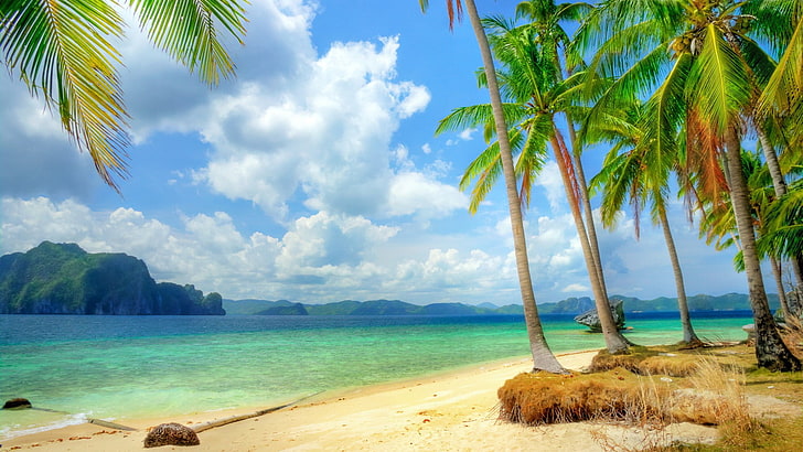 island illustration, beach, tropical, palm trees, nature, water, HD wallpaper