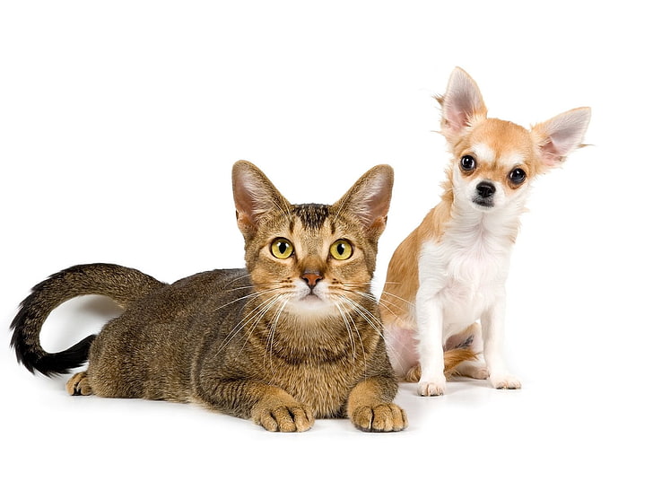 brown tabby cat with white and brown Chihuahua puppy, dog, friends, HD wallpaper