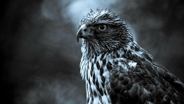 HD wallpaper: birds 3D, eagle, image | Wallpaper Flare