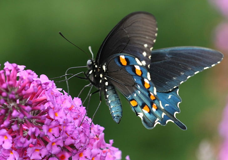 blue and black butterfly in macro photography during daytime, swallowtail, swallowtail