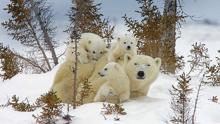 bears, polar bears, baby animals, snow, nature, HD wallpaper
