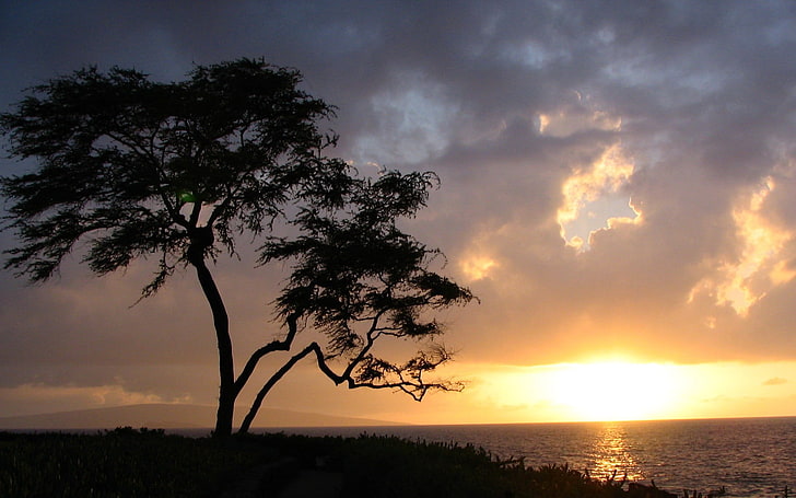 silhouette of tree, landscape, nature, trees, sunlight, sea, sky