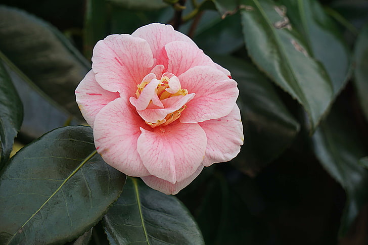 botanique, cognassier du japon, couleur rose, fleur, floraison