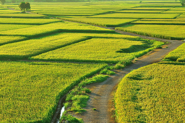 landscape photography of green grass field, IMG, 台灣, Taiwan, HD wallpaper