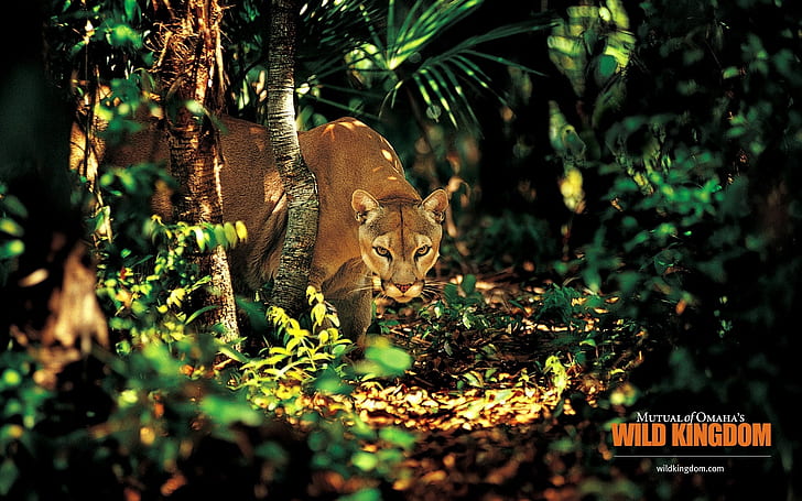 Puma, jungle, HD wallpaper