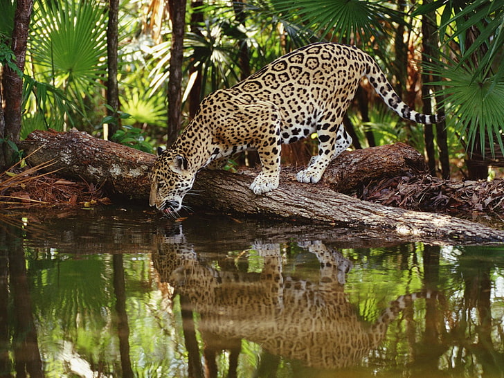 Jaguar Drinking Water, brown and black leopard, Animals, Other, HD wallpaper