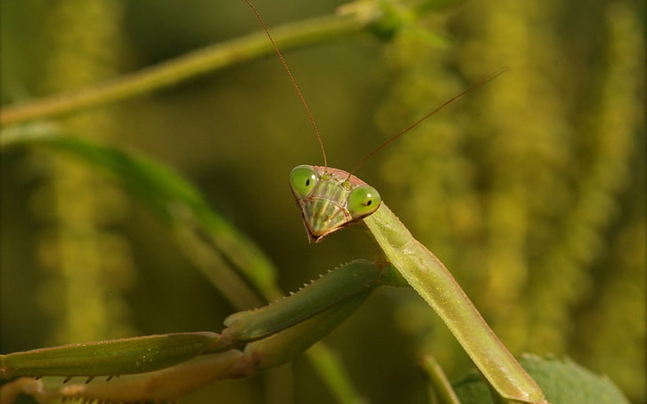 green mantis, grass, insect, praying Mantis, animal, nature, wildlife, HD wallpaper