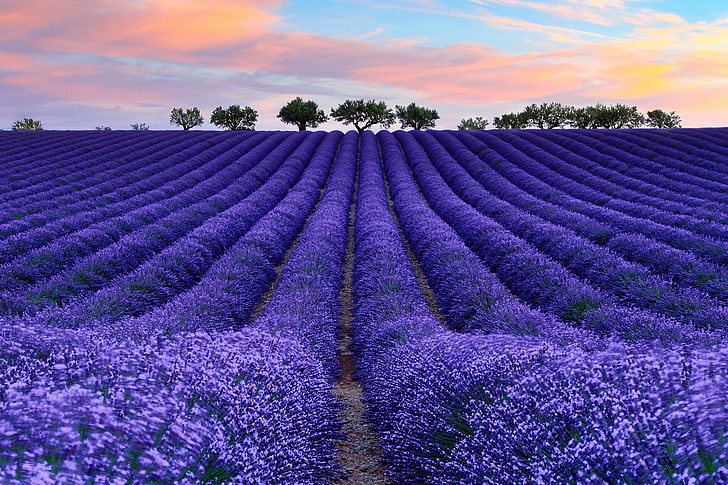 purple lavender flowers, field, the sky, clouds, tree, France, HD wallpaper