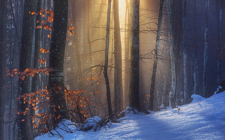 snow covered forest, nature, landscape, sun rays, sunlight, fall