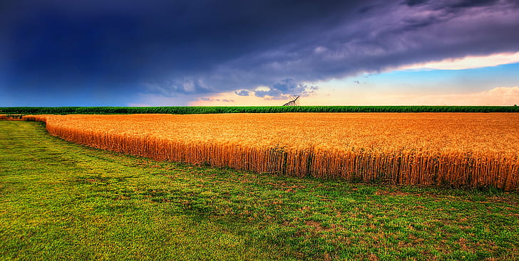 panoramic photo of a grain field, wheat, kansas, wheat, kansas, HD wallpaper