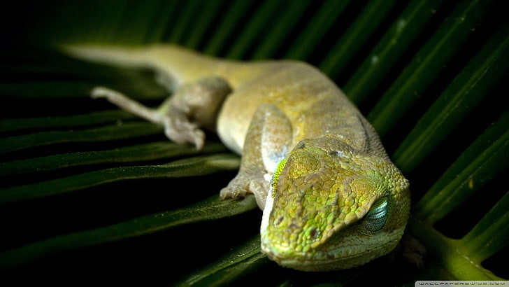 green lizard, sleeping, lizards, leaves, reptiles, macro, blurred, HD wallpaper