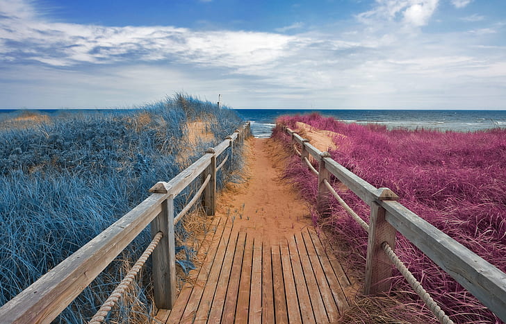 brown wooden pathway surrounded by plants, Split Tone, Beach