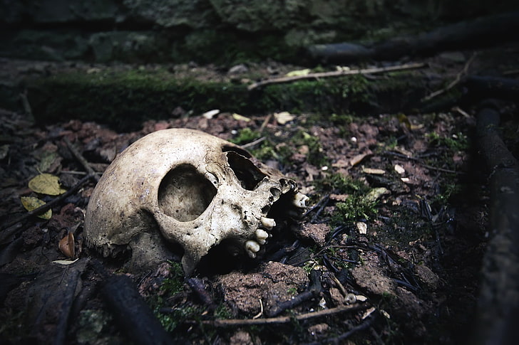 dark, skull, bones, animal bone, no people, selective focus, HD wallpaper