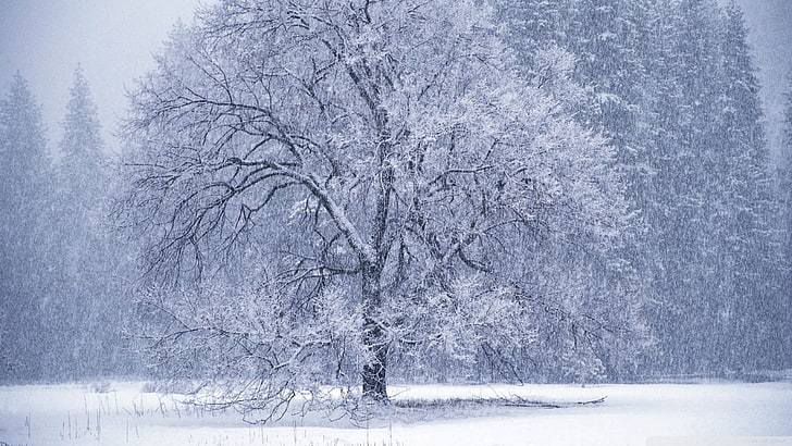 gray tree covered with snow, trees, winter, nature, landscape