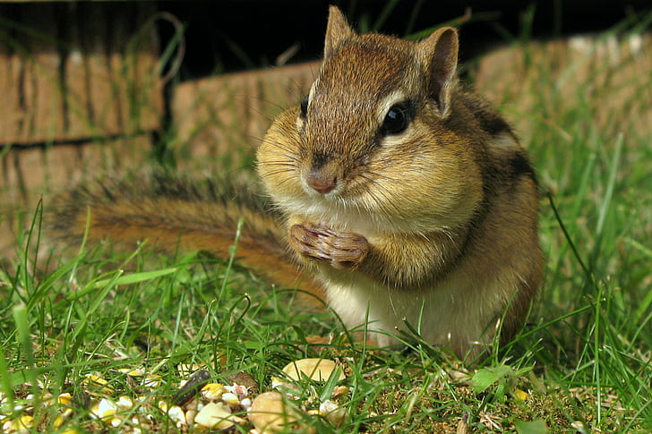 squirrel eatting, chipmunk, chipmunk, Petit suisse, animal, mammal, HD wallpaper