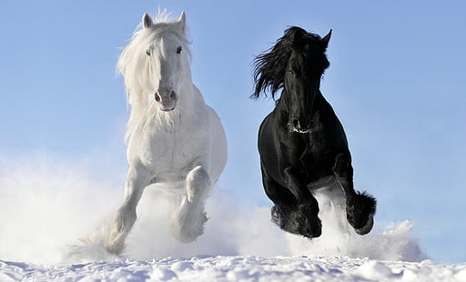 HD wallpaper: three white horses illustration, race, freedom, grass ...