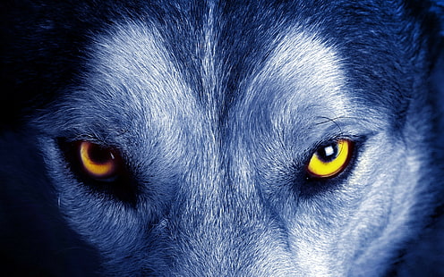 HD wallpaper: nature animals yellow eyes wolf closeup fur face, one animal  | Wallpaper Flare