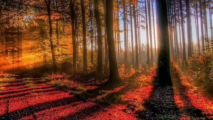 nature, forest, woodland, autumn, deciduous, sunlight, morning, HD wallpaper