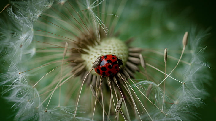 red and black ladybug, insect, dandelion, nature, close-up, macro, HD wallpaper