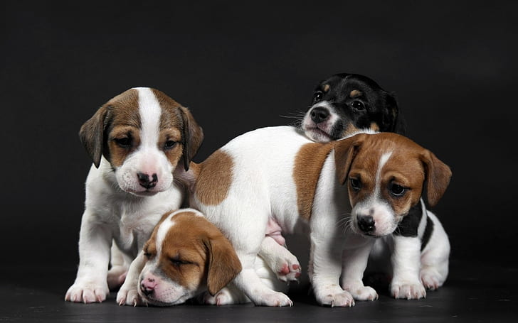 Cute Little Puppies, puppy, HD wallpaper