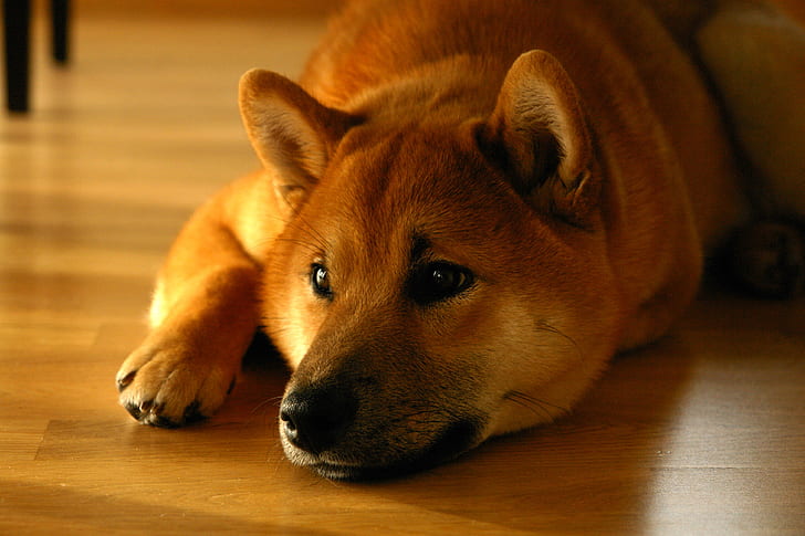 HD wallpaper: shiba inu, lying down, doge, muzzle, Animal | Wallpaper Flare