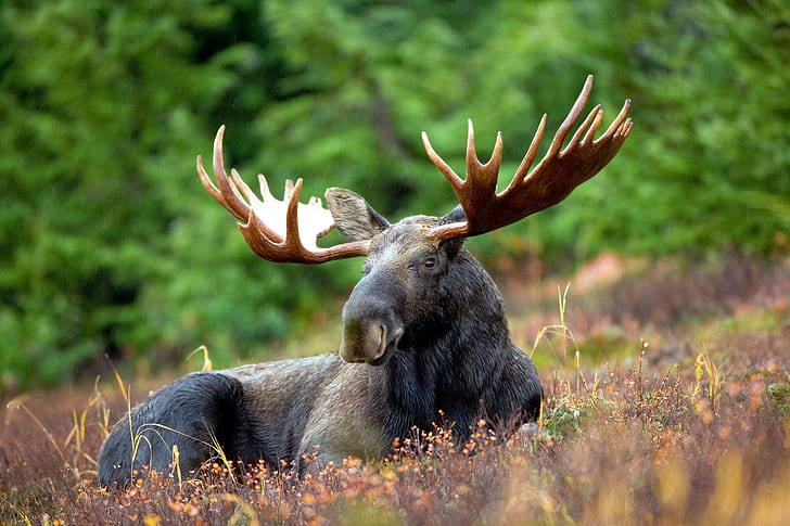 animals, moose, elk, wildlife
