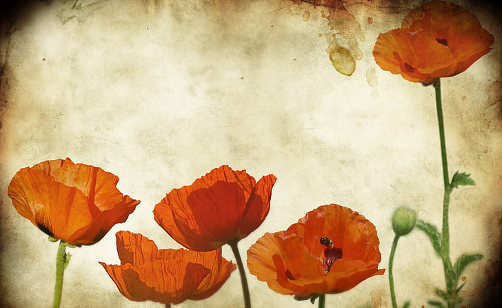 HD wallpaper: Poppies Flowers Vinatge, orange flowers illustration, Vintage  | Wallpaper Flare