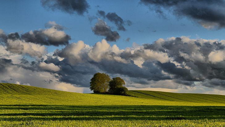 green grass, trees, Denmark, summer, Jutland, Denmark, clouds