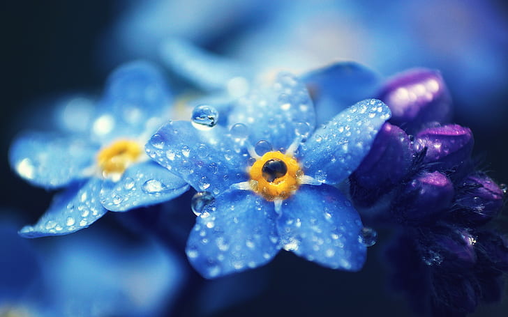 Forget-me-nots blue flowers macro photography, dew, HD wallpaper