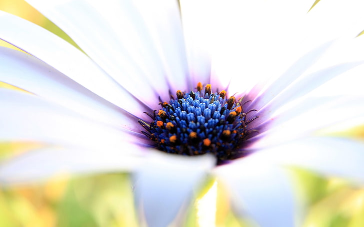 white daisybusg flower, white and purple osteospermum flower closeup photography at daytime